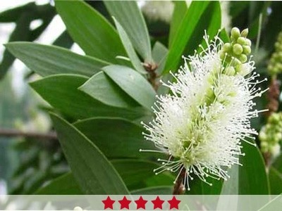 Cajeput oil new arrivals