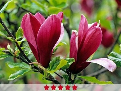 Champaca hotsell absolute review