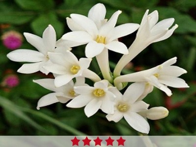 Tuberose Absolute Essential Oil