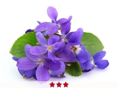 Violet Leaf Absolute