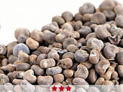 Pure Ambrette Absolute Essential Oil | Buy Online @ best price | Pure ...